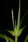 Greater bladder sedge